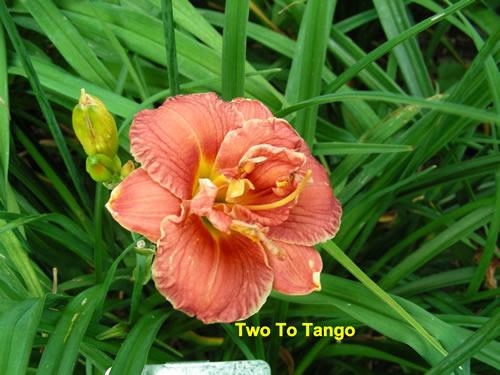 Photo of Daylily (Hemerocallis 'Two to Tango') uploaded by Joy
