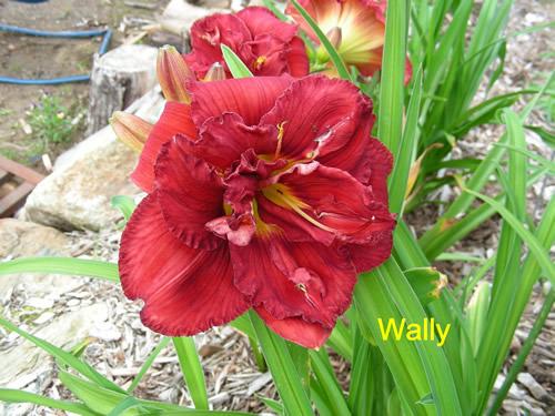 Photo of Daylily (Hemerocallis 'Wally') uploaded by Joy
