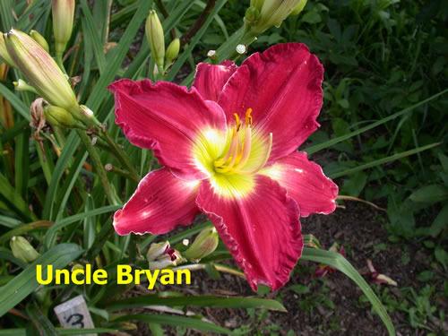 Photo of Daylily (Hemerocallis 'Uncle Bryan') uploaded by Joy