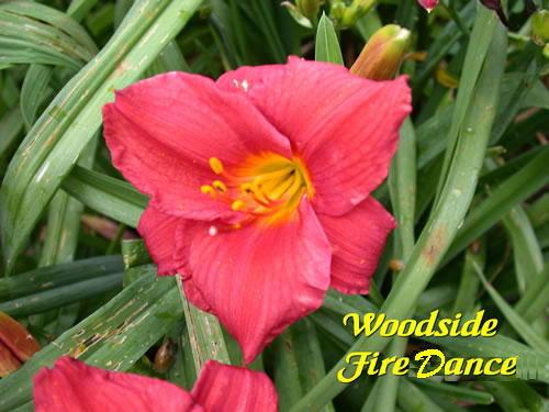 Photo of Daylily (Hemerocallis 'Woodside Fire Dance') uploaded by Joy