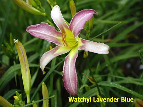 Photo of Daylily (Hemerocallis 'Watchyl Lavender Blue') uploaded by Joy