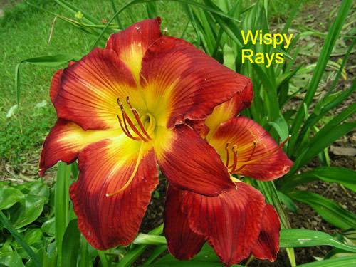 Photo of Daylily (Hemerocallis 'Wispy Rays') uploaded by Joy