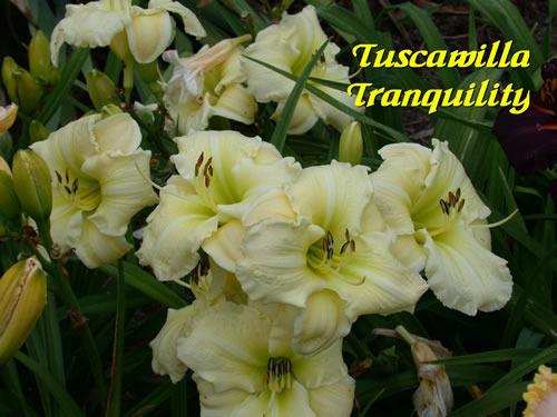 Photo of Daylily (Hemerocallis 'Tuscawilla Tranquillity') uploaded by Joy