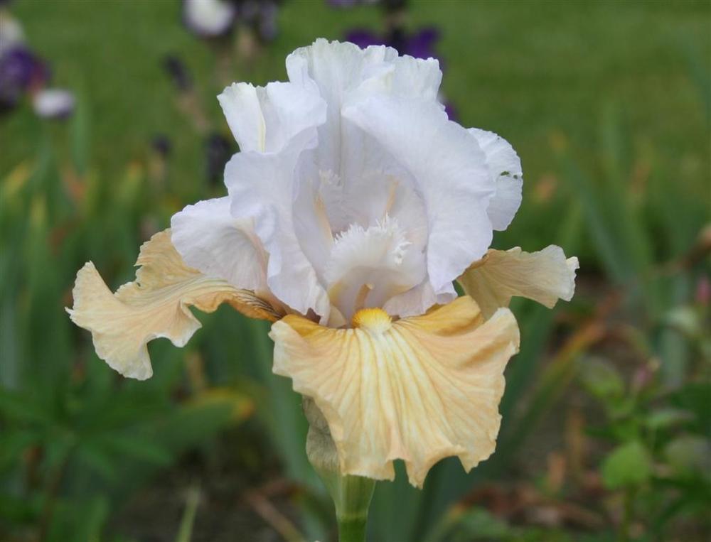 Photo of Tall Bearded Iris (Iris 'Champagne Elegance') uploaded by KentPfeiffer