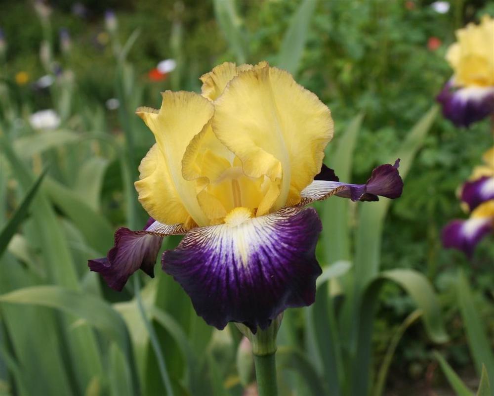 Photo of Border Bearded Iris (Iris 'Go for Bold') uploaded by KentPfeiffer