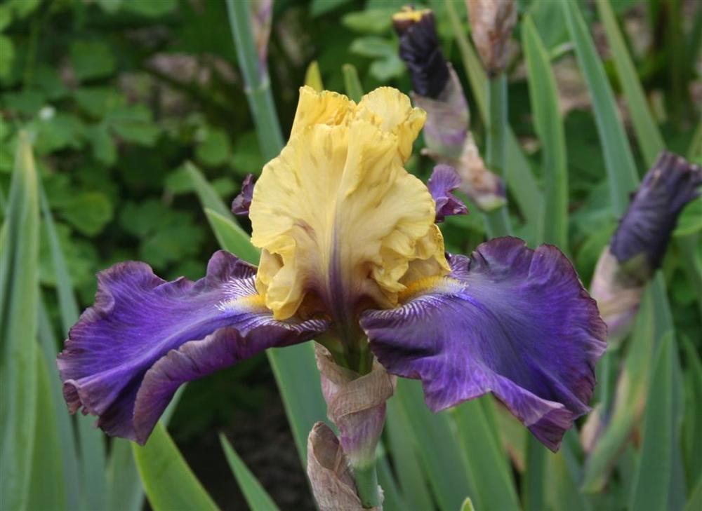 Photo of Tall Bearded Iris (Iris 'Jurassic Park') uploaded by KentPfeiffer