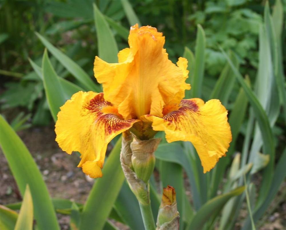 Photo of Tall Bearded Iris (Iris 'Burst') uploaded by KentPfeiffer