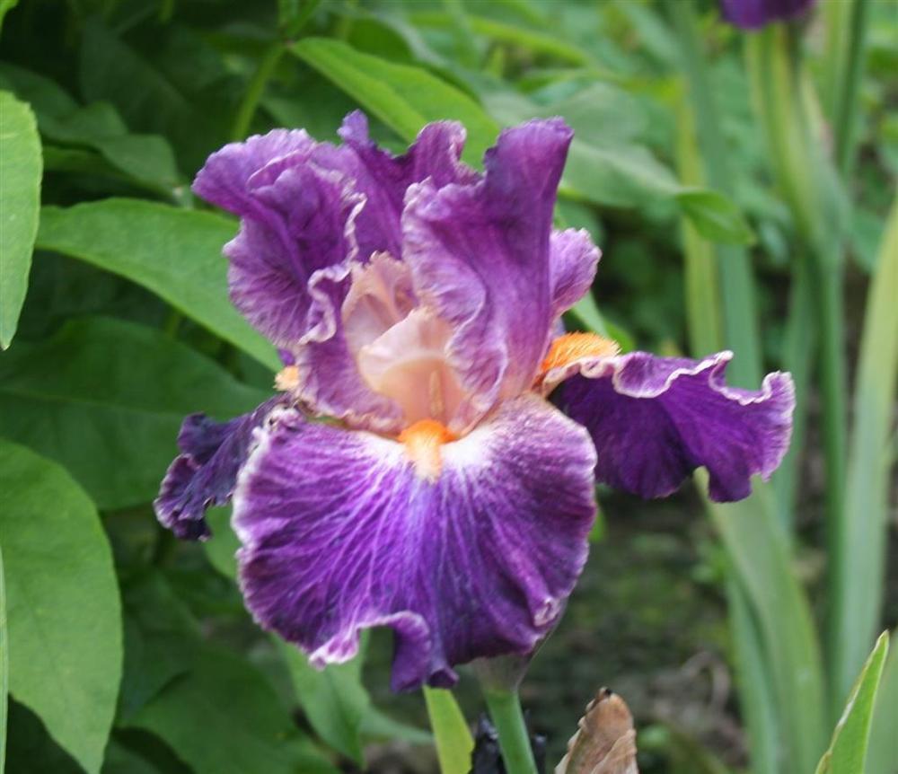 Photo of Tall Bearded Iris (Iris 'Fancy Woman') uploaded by KentPfeiffer