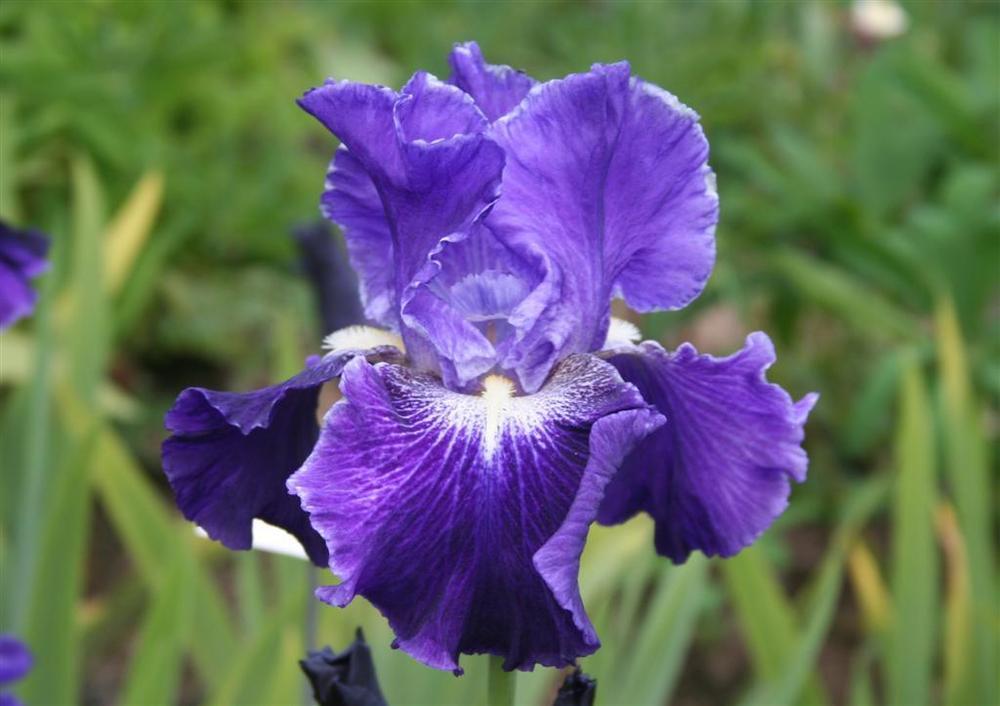 Photo of Tall Bearded Iris (Iris 'Daughter of Stars') uploaded by KentPfeiffer
