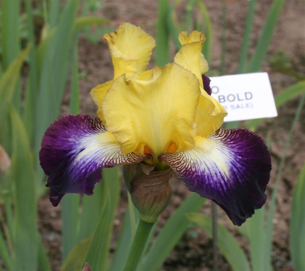 Photo of Border Bearded Iris (Iris 'Go for Bold') uploaded by KentPfeiffer