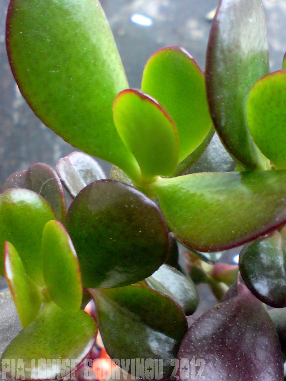 Photo of Jade Plant (Crassula ovata) uploaded by PiaLouiseSourvi