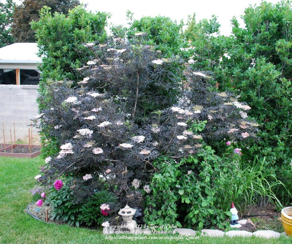 Photo of Elderberry (Sambucus nigra Black Lace™) uploaded by Zencat