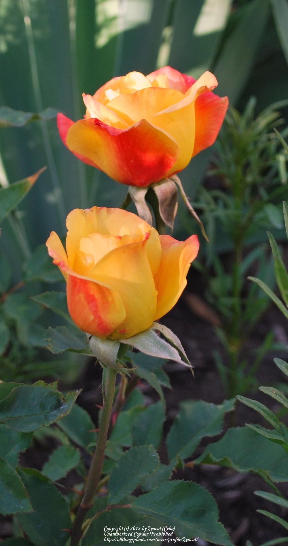 Photo of Hybrid Tea Rose (Rosa 'Rio Samba') uploaded by Zencat