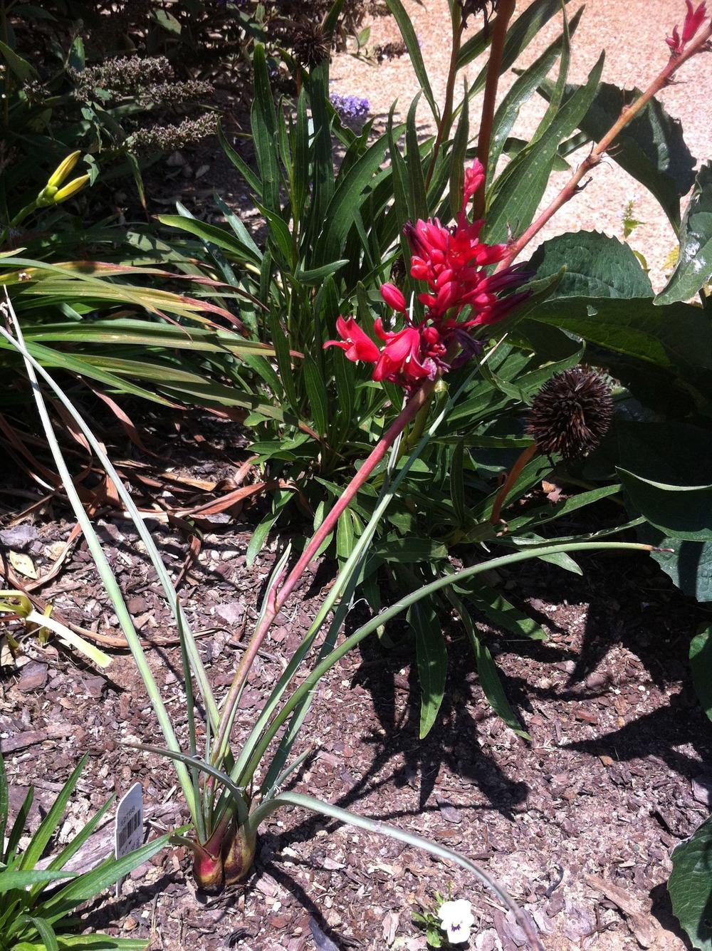 Photo of Red Yucca (Hesperaloe parviflora Brakelights®) uploaded by clintbrown