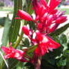 Unlike other Hesperaloe plants, the flowers on 'Brakelights' are 