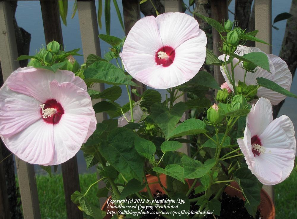 Photo of Hybrid Hardy Hibiscus (Hibiscus Luna™ Pink Swirl) uploaded by plantladylin