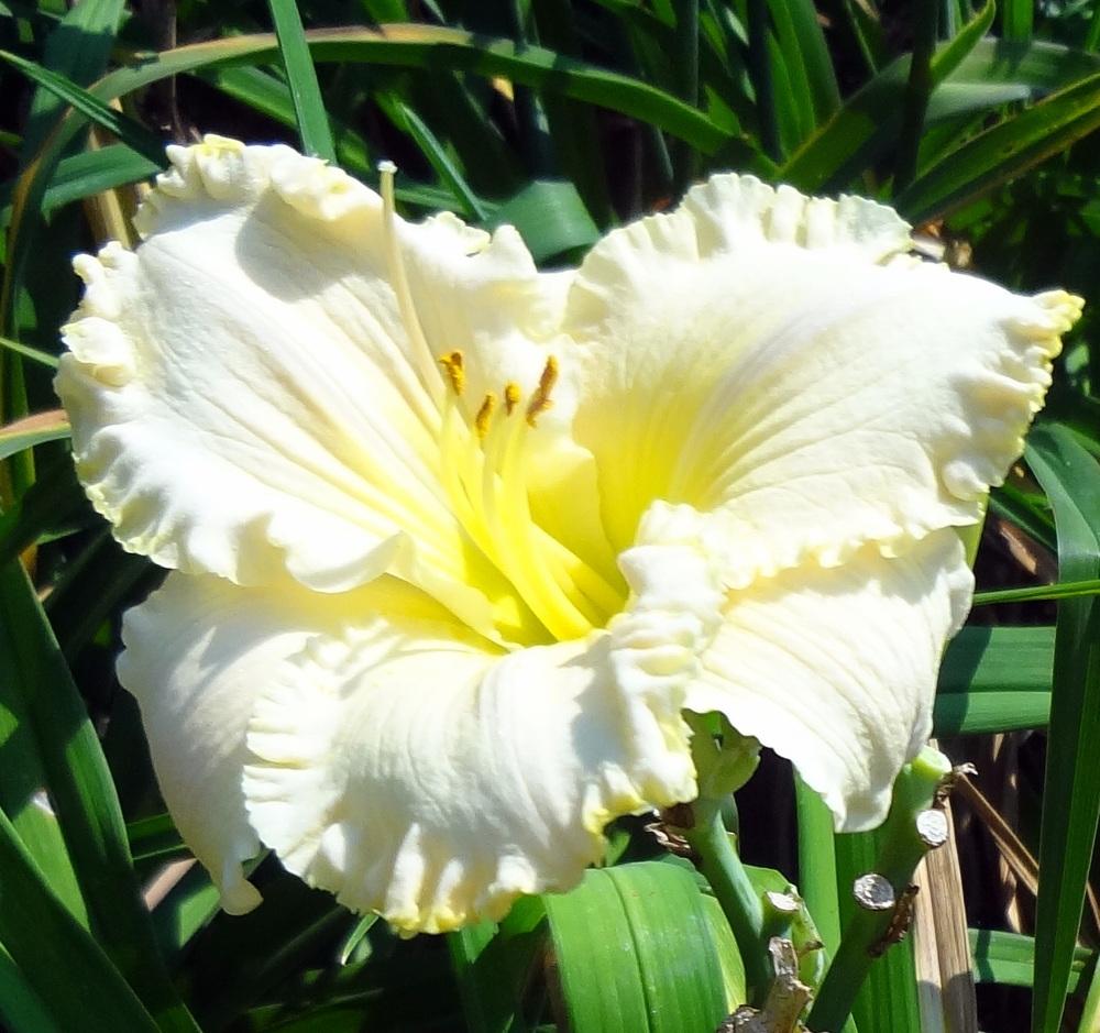 Photo of Daylily (Hemerocallis 'Great White') uploaded by stilldew
