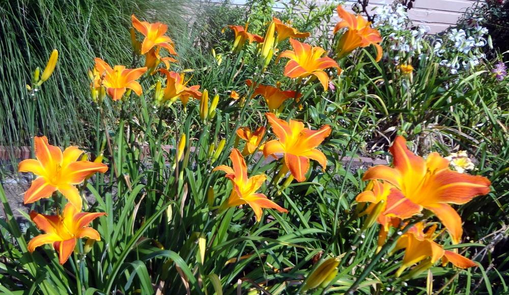 Photo of Daylily (Hemerocallis 'Orange Vols') uploaded by stilldew