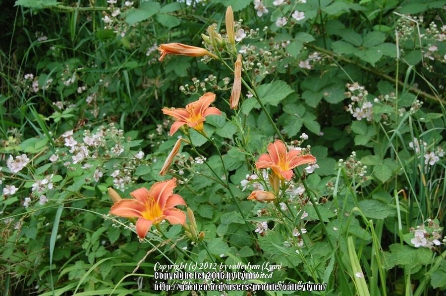 Photo of Ditch Lily (Hemerocallis fulva) uploaded by valleylynn