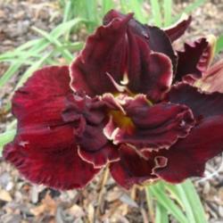 
Image courtesy of Johnson Daylily Gardens Used with permission