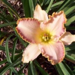 
Image courtesy of Johnson Daylily Gardens Used with permission