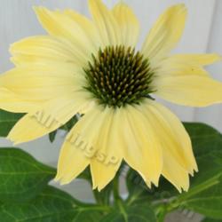 Location: My house in Portsmouth.
Date: 2012-07-02
Perfect yellow flower, when first open.
