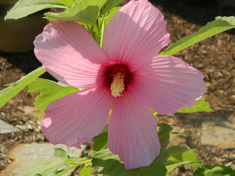Photo of Hibiscus uploaded by wildflowers