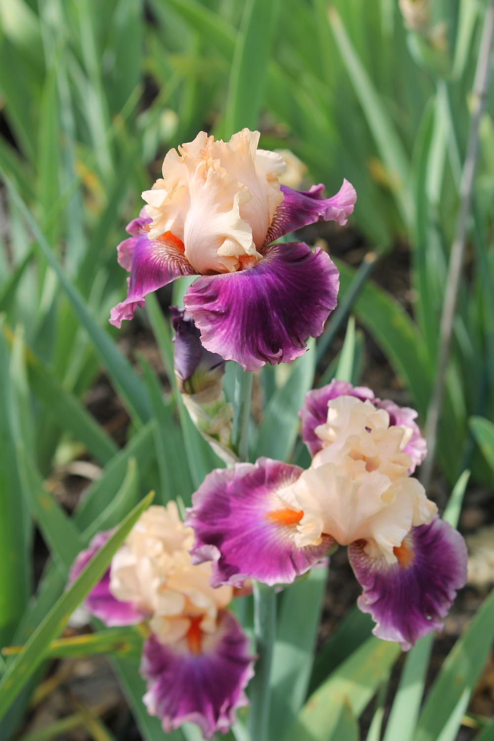 Photo of Tall Bearded Iris (Iris 'Rasputin') uploaded by ARUBA1334