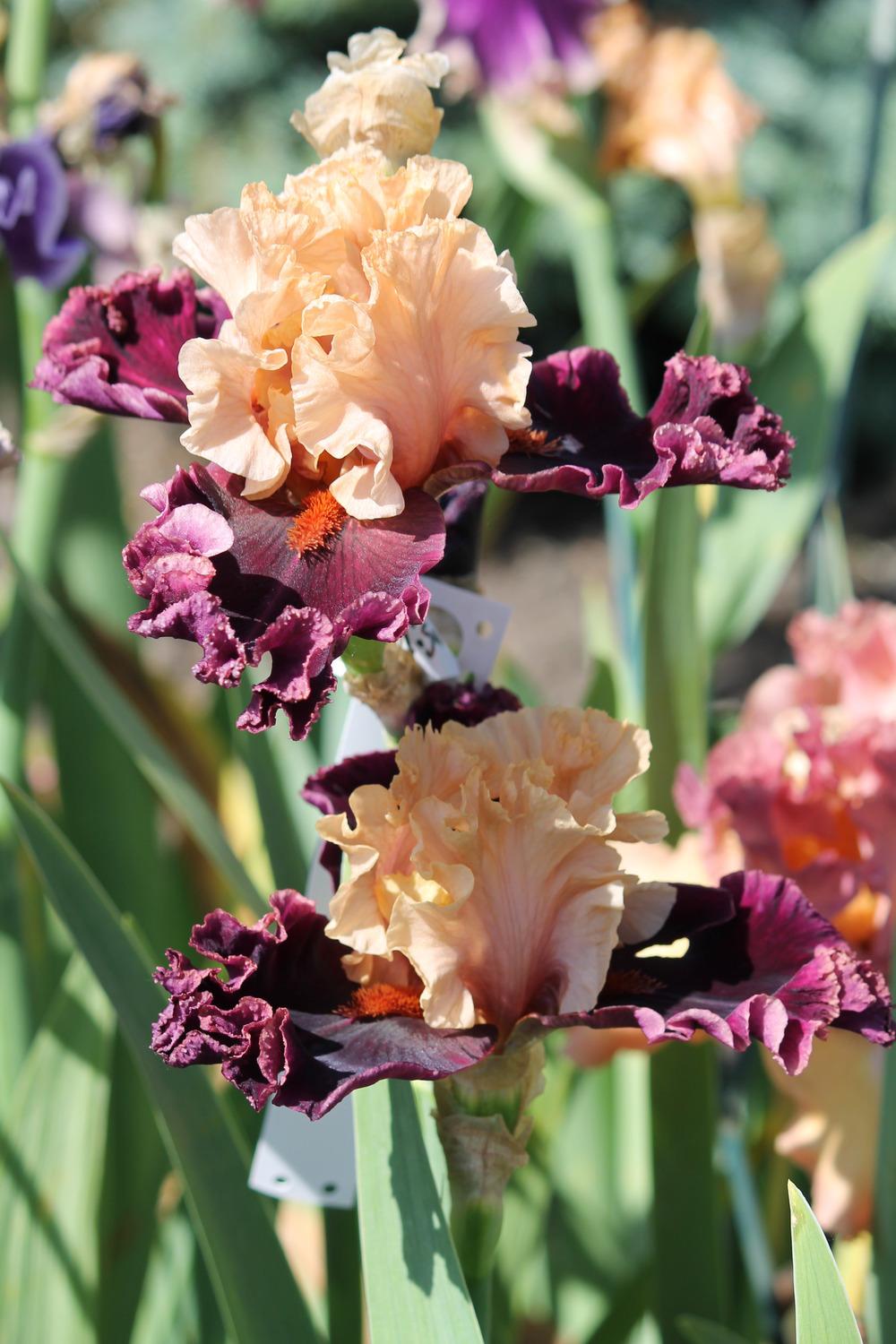 Photo of Tall Bearded Iris (Iris 'Toronto') uploaded by ARUBA1334