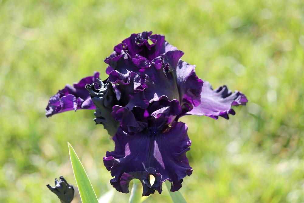 Photo of Tall Bearded Iris (Iris 'All Night Long') uploaded by ARUBA1334