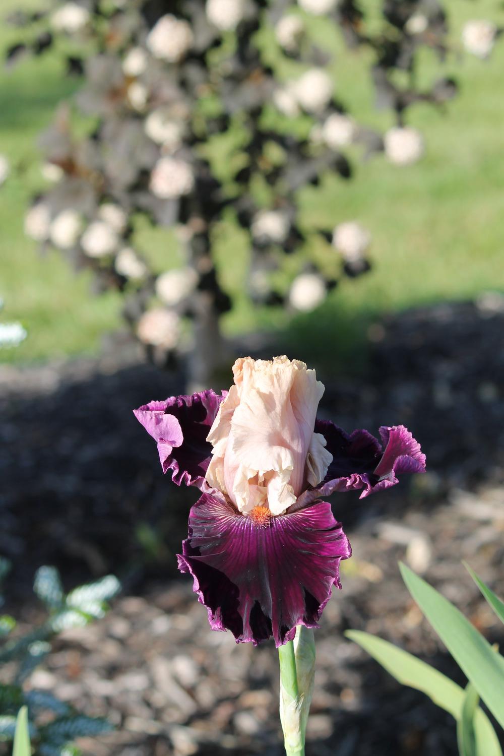 Photo of Tall Bearded Iris (Iris 'Jamaica Me Crazy') uploaded by ARUBA1334
