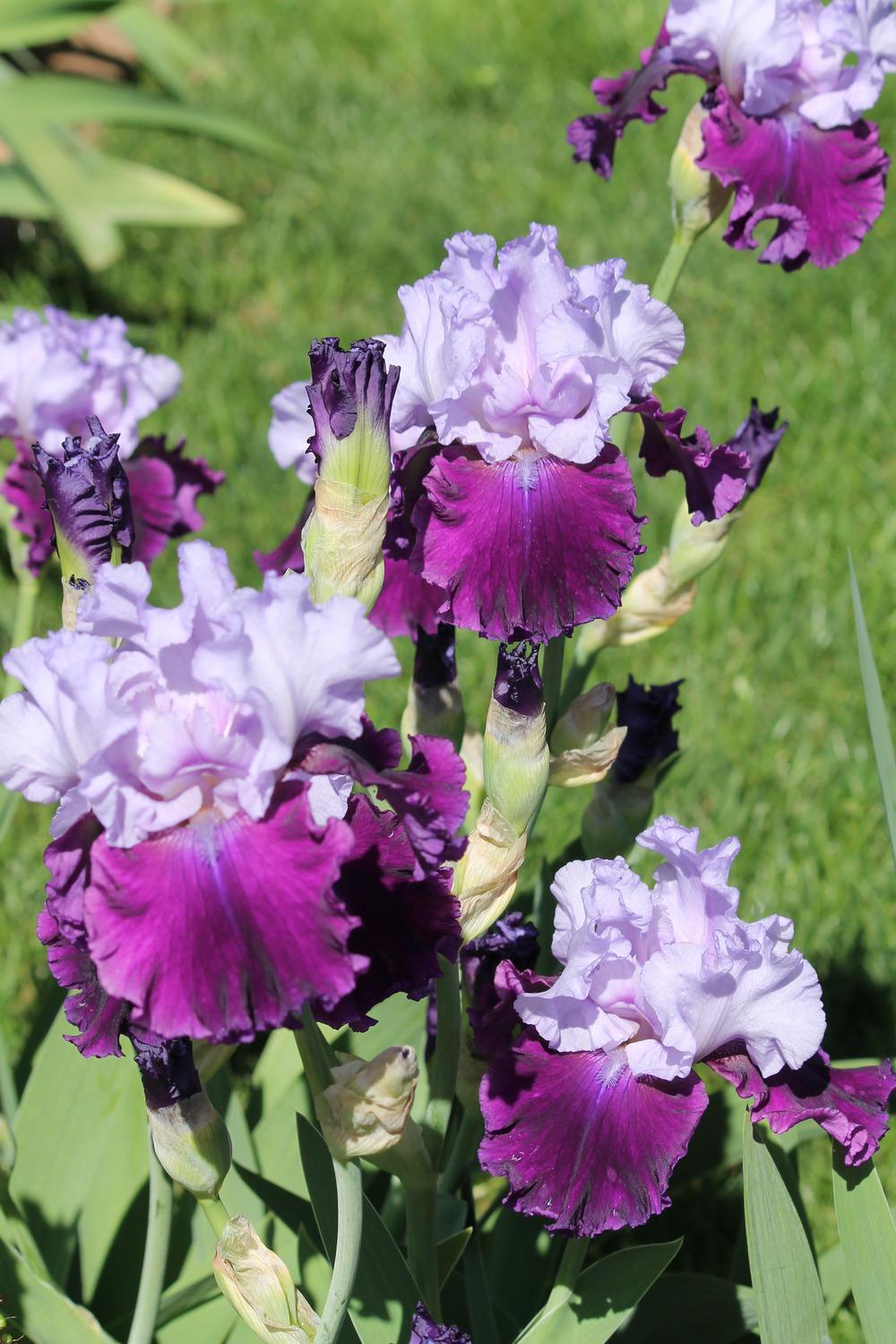Photo of Tall Bearded Iris (Iris 'Fit for a King') uploaded by ARUBA1334