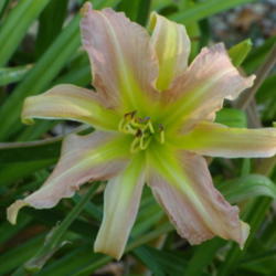 Location: My garden in Bakersfield, CA
Date: 2012-06-28 
A poly bloom