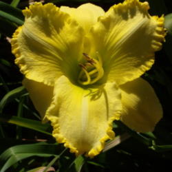 Location: My garden in Bakersfield, CA
Date: 2012-06-29 