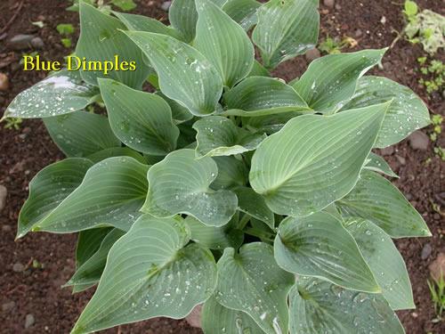 Photo of Hosta 'Blue Dimples' uploaded by Joy