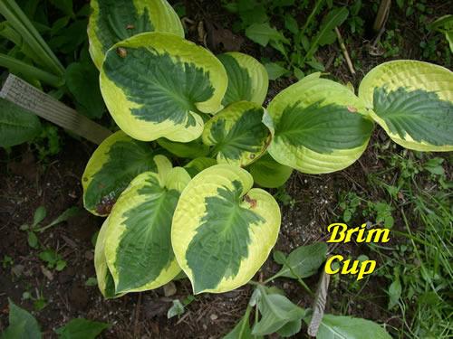 Photo of Hosta 'Brim Cup' uploaded by Joy