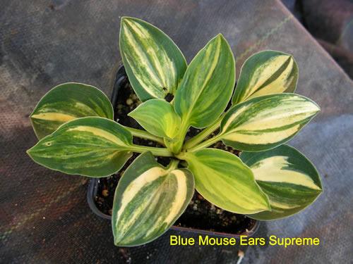 Photo of Hosta 'Blue Mouse Ears Supreme' uploaded by Joy