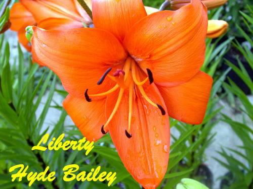 Photo of Lily (Lilium 'Liberty Hyde Bailey') uploaded by Joy