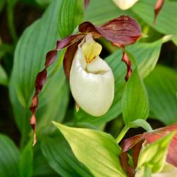 Location: Chelsea Flower Show
Date: 2012-07-03
The normal Kentucky Lady's slipper or chid.