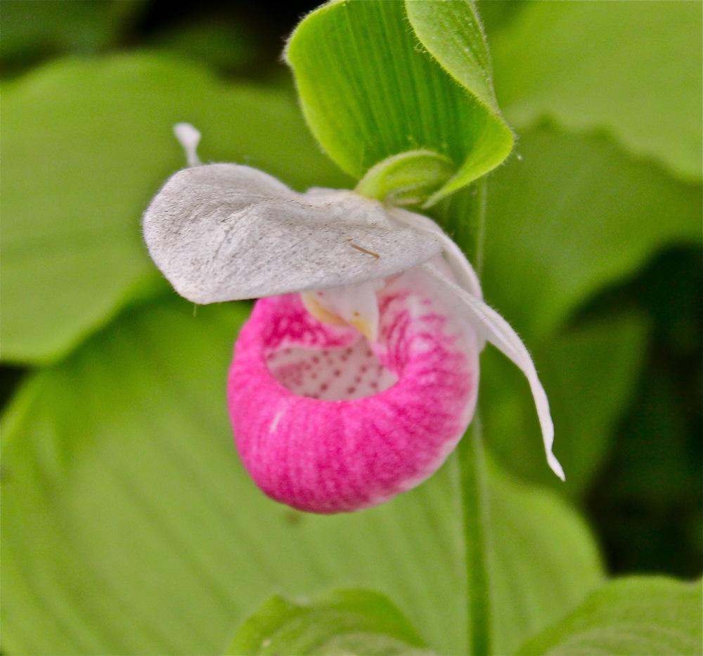 Photo of Showy Lady's Slipper Orchid (Cypripedium reginae) uploaded by NEILMUIR1
