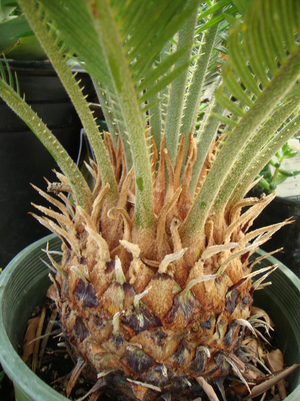 Photo of Sago Palm (Cycas revoluta) uploaded by Paul2032