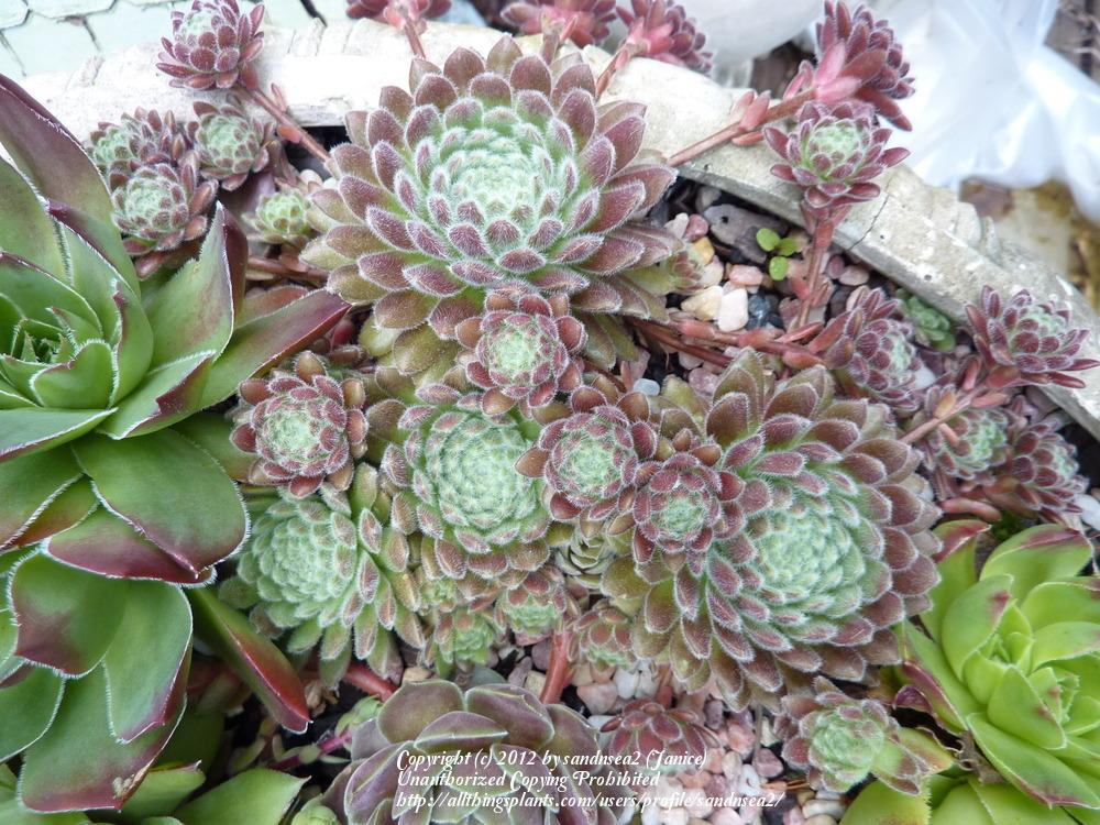 Photo of Hen and Chicks (Sempervivum 'Pacific Zoftic') uploaded by sandnsea2