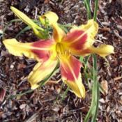 Image courtesy of Johnson Daylily Gardens Used with per