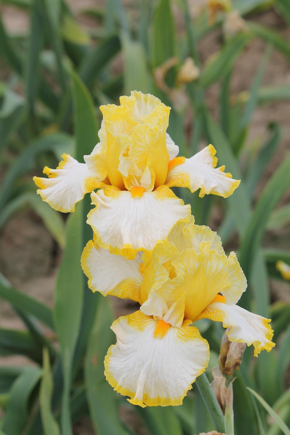 Photo of Tall Bearded Iris (Iris 'Sunrise Elegy') uploaded by ARUBA1334