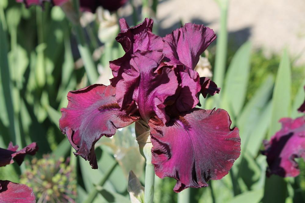 Photo of Tall Bearded Iris (Iris 'Lenten Prayer') uploaded by ARUBA1334