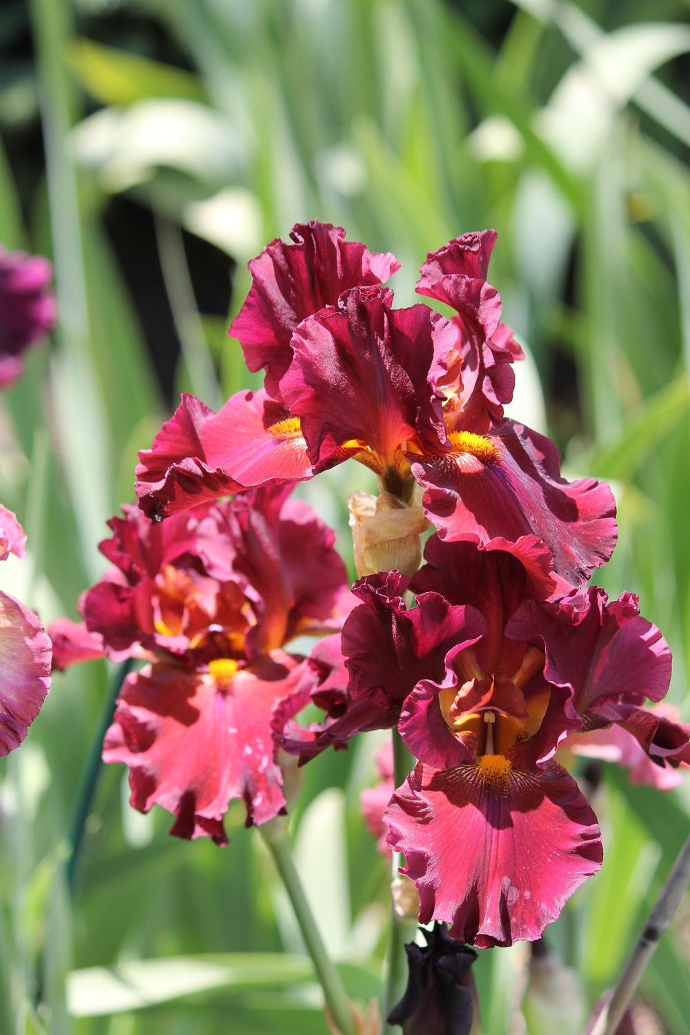 Photo of Tall Bearded Iris (Iris 'Grateful Red') uploaded by ARUBA1334
