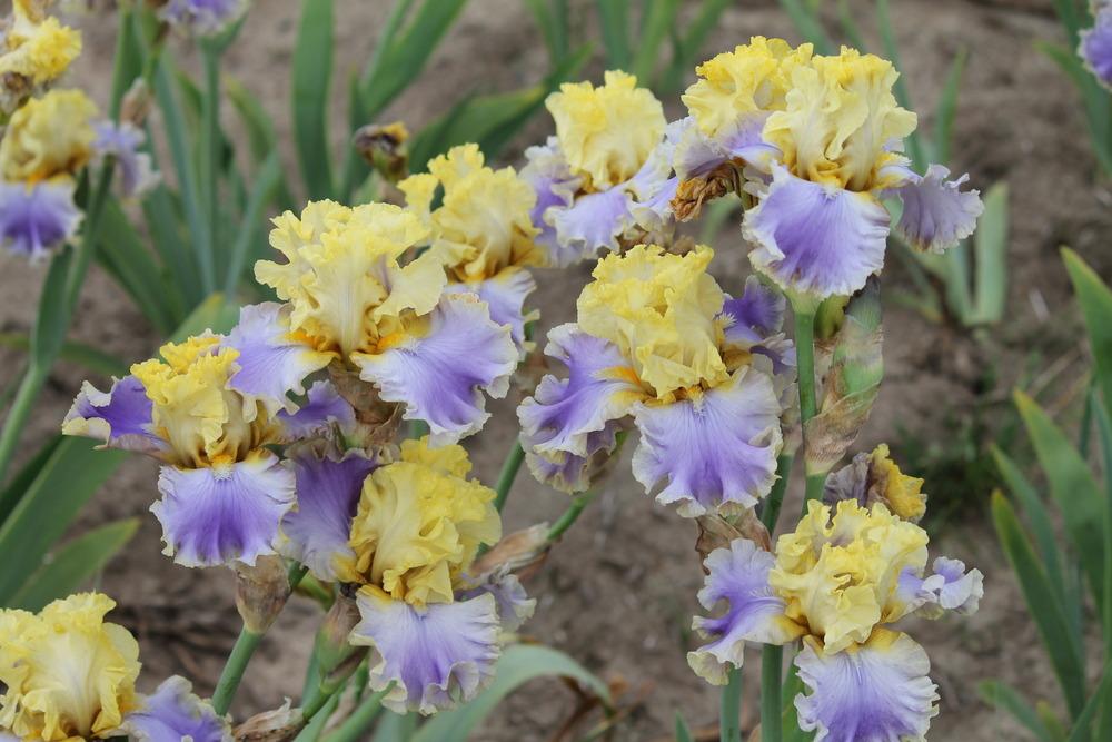 Photo of Tall Bearded Iris (Iris 'Bollywood') uploaded by ARUBA1334