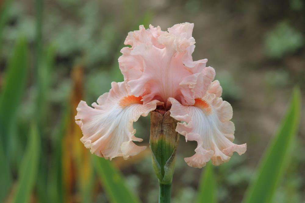 Photo of Tall Bearded Iris (Iris 'Pretty Kitty') uploaded by ARUBA1334
