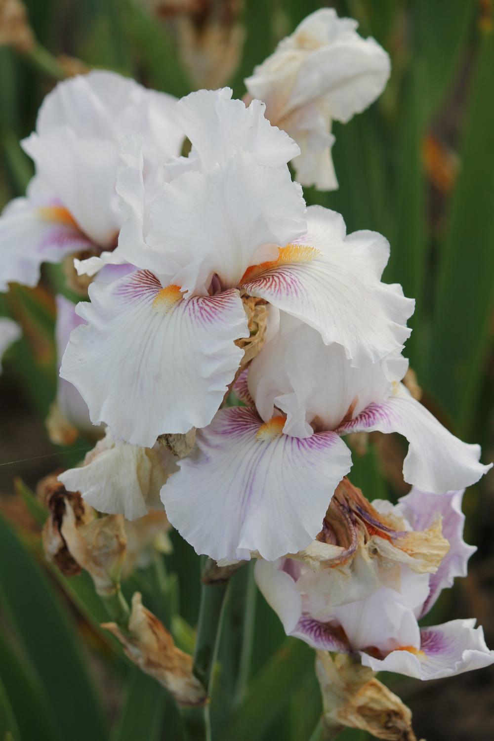Photo of Tall Bearded Iris (Iris 'Wish List') uploaded by ARUBA1334