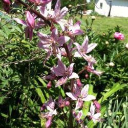 Location: Mackinaw, Illinois
Date: 2012-06
Long stems bear multiple blossoms.  The lower ones open first, an